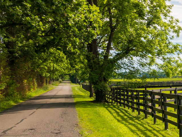 Driveway and paddock