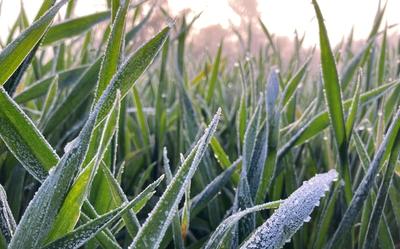 Gel, neige, redoux : ce que le gel fait réellement à vos parcelles