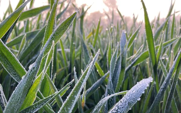 Gel, neige, redoux : ce que le gel fait réellement à vos parcelles