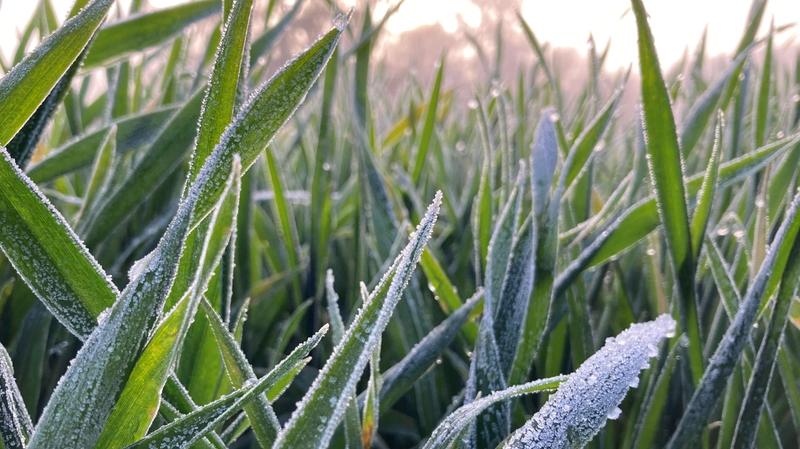 Gel, neige, redoux : ce que le gel fait réellement à vos parcelles