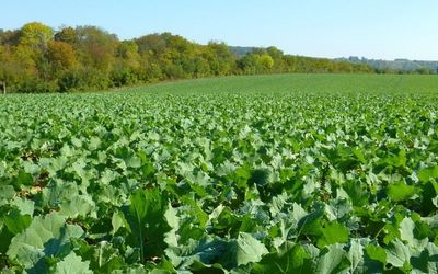 PROPYZAMIDE sur colza : comment lire l'efficacité du traitement pendant l'hiver