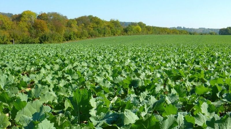 PROPYZAMIDE sur colza : comment lire l'efficacité du traitement pendant l'hiver