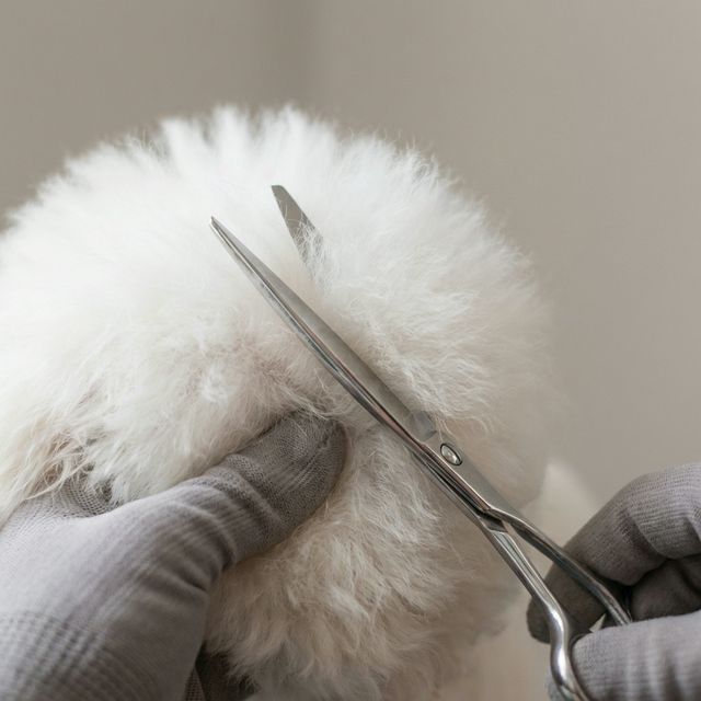 Úprava srsti psů a koček