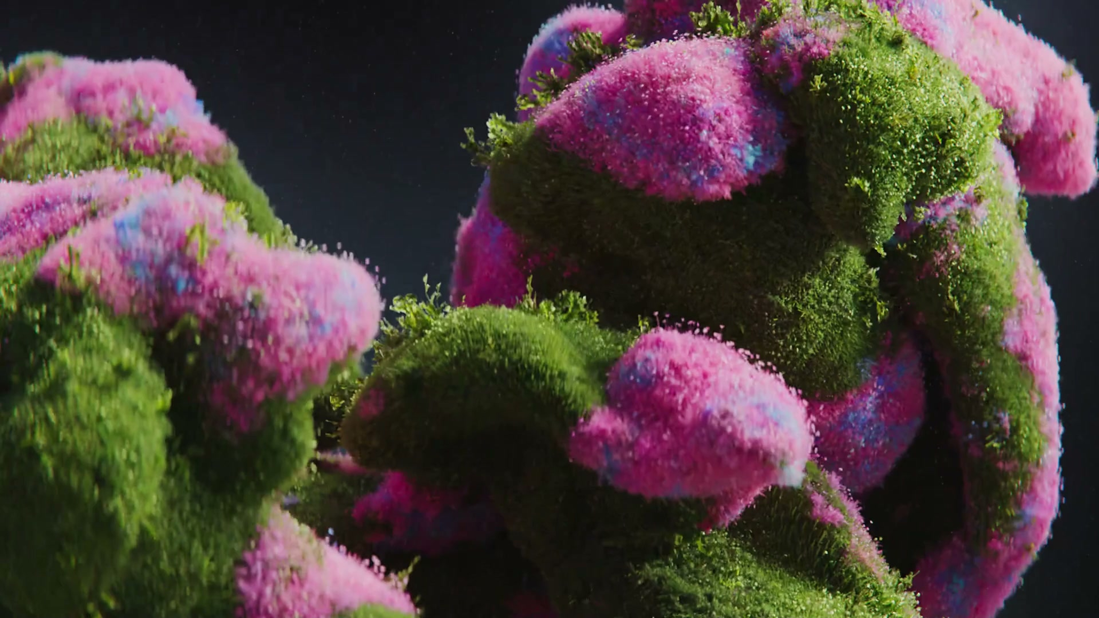 Bloom