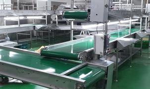 Cover Image for 레드 컨베이어 | 미래 ENG 방울 토마토 벨트 컨베이어