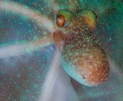 Octopus in Bonaire