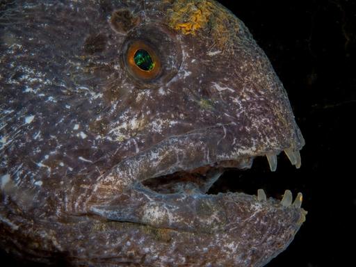 Wolf Eel at Hood Canal 3