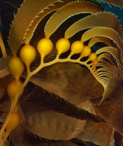 Channel Islands Giant Kelp