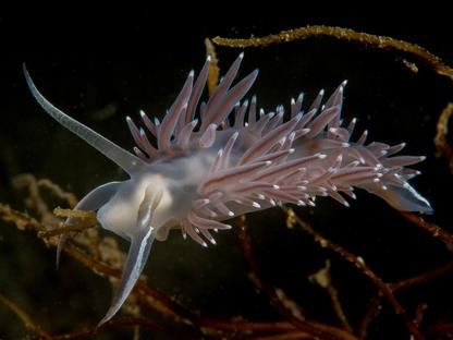 Nudibranch in Hood Canal