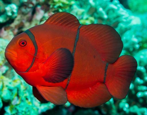 Spinecheek Anemonefish in Wakatobi