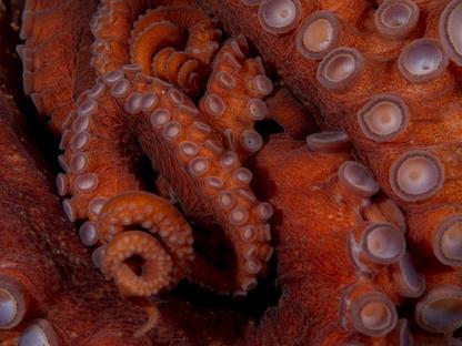 Giant Pacific Octopus Tentacles