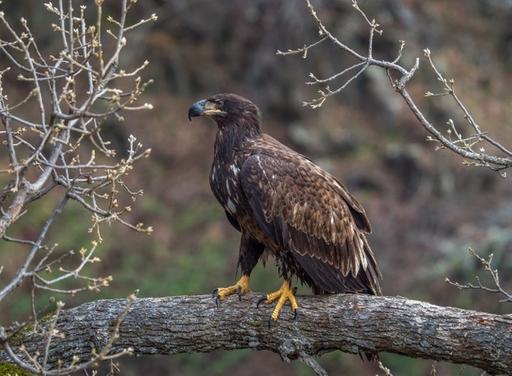 Juvenile Bald Eagle