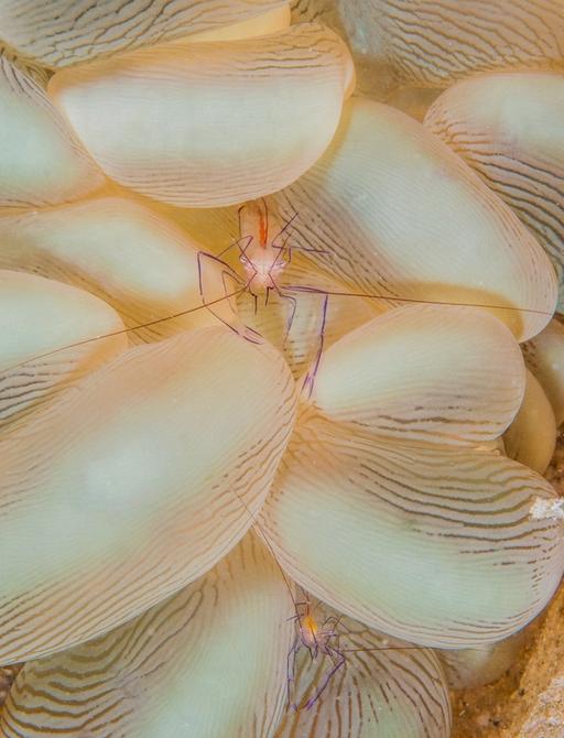 Bubble Coral Shrimp in Bangka, Indonesia