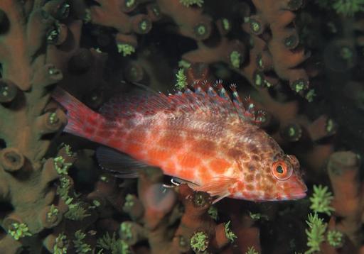 Spotted Hawkfish in Wakatobi