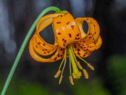 Columbia Tiger Lily in the Gorge 3