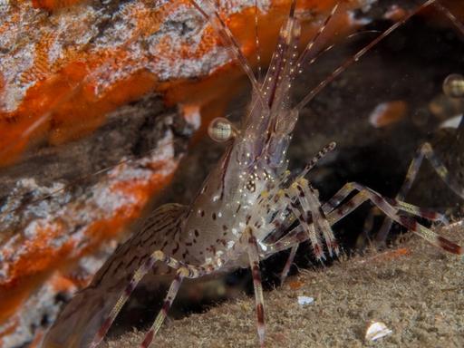 Coonstripe Shrimp in Hood Canal