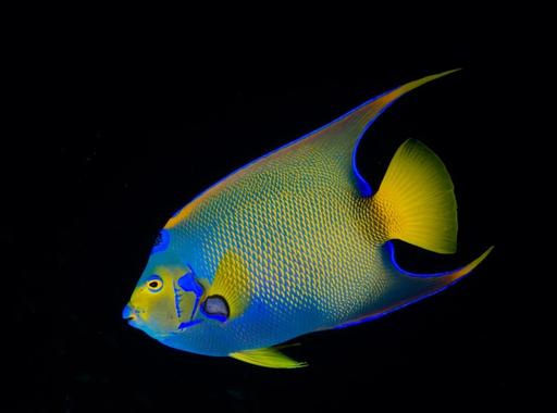 Queen Angelfish in Bonaire 1