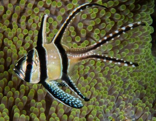 Banggai Cardinalfish