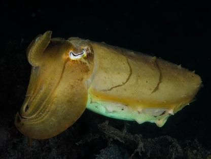 Broadclub Cuttlefish in Indonesia