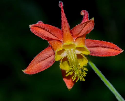 Western Columbine