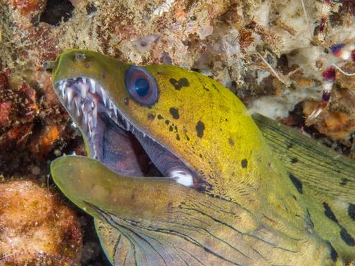 Undulated Moray Eel