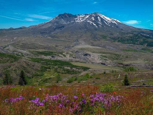 Mt. St. Helens with Wildflowers