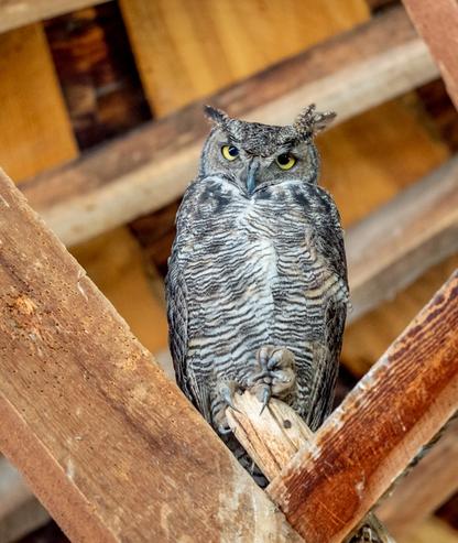 Great Horned Owl in the Pete French Round Barn