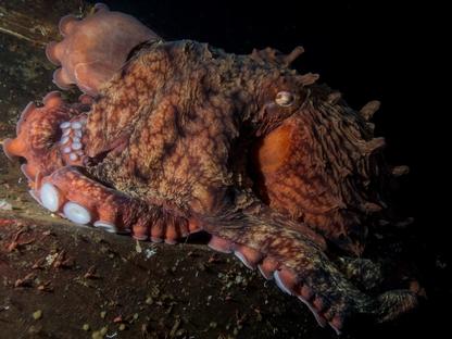 Giant Pacific Octopus in the Deep