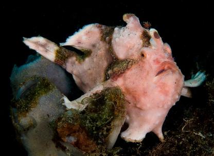 Warty Frogfish in Lembeh