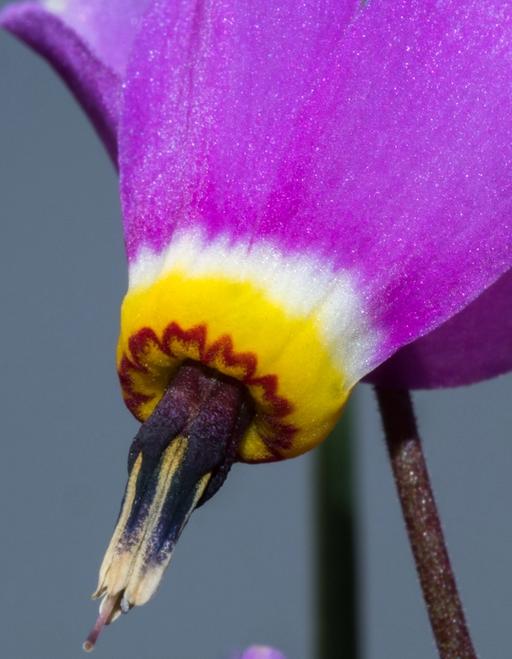 Shooting Star at Catherine Creek