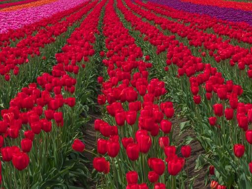 Tulip Festival 1