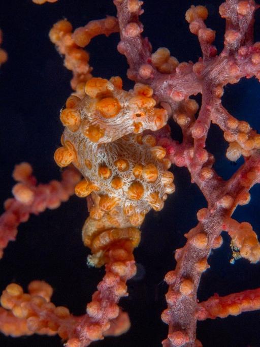 Pygmy Seahorse in Bangka, Indonesia