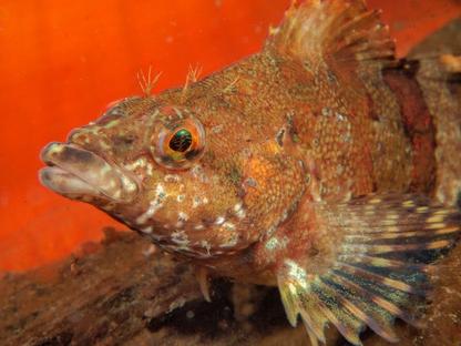 Painted Greenling in Hood Canal