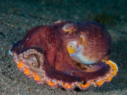 Coconut Octopus on Shell