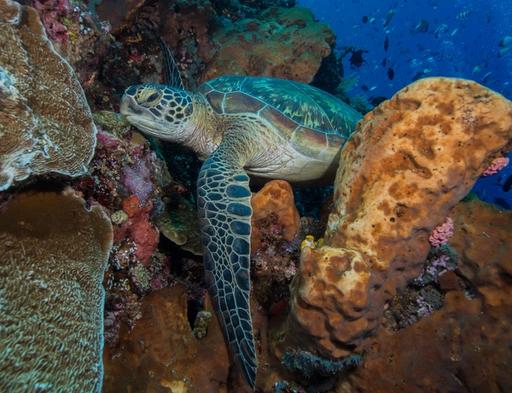 Sea Turtle at Bunaken National Park 3