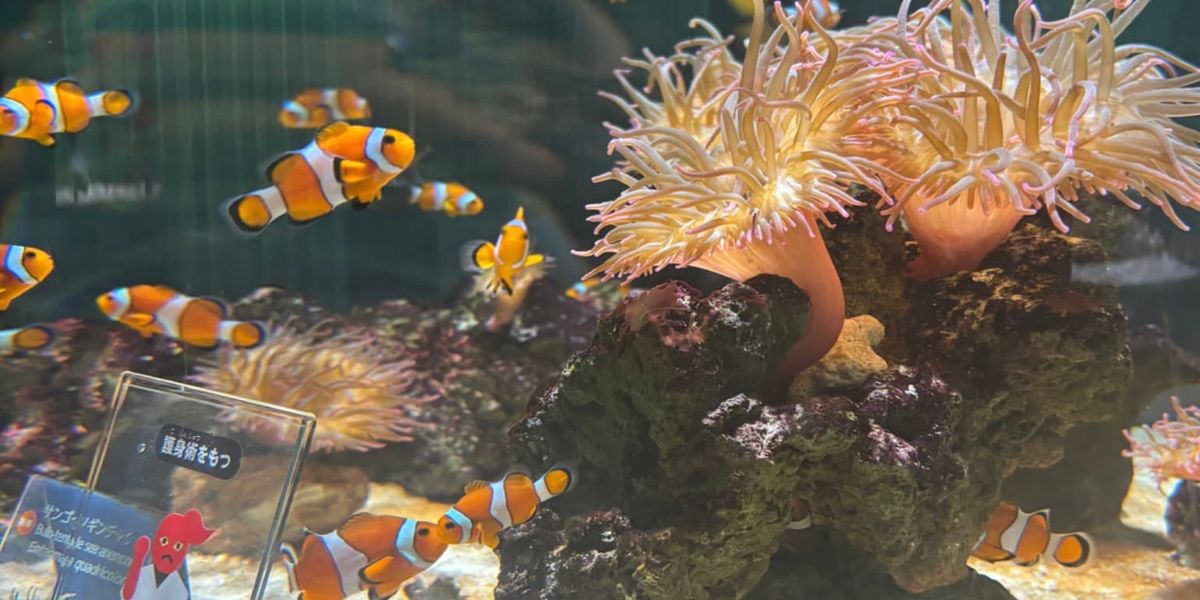 スタッフ近況🐟