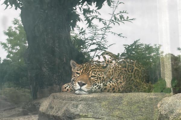 スタッフの近況🐯