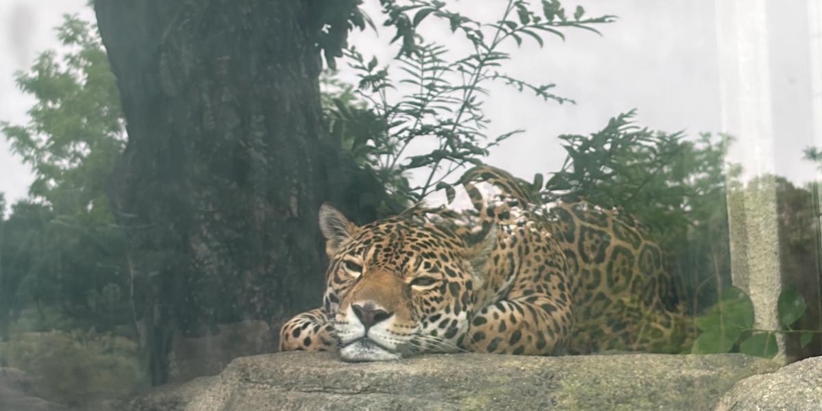 スタッフの近況🐯