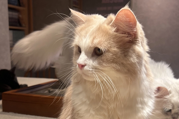 スタッフの近況🐈