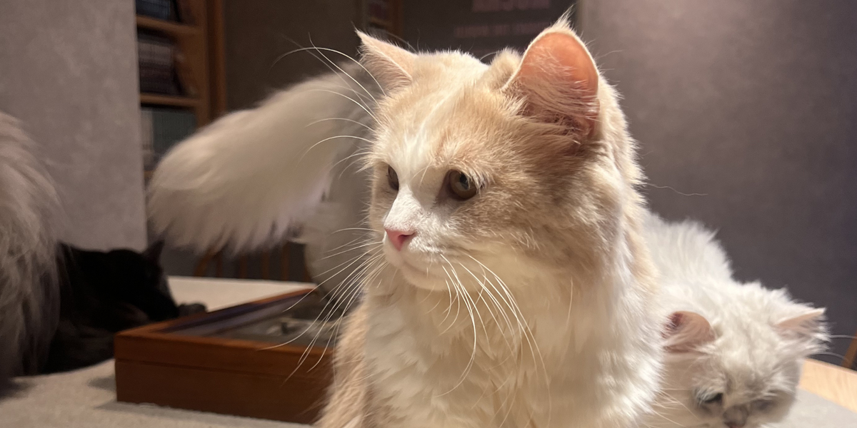 スタッフの近況🐈