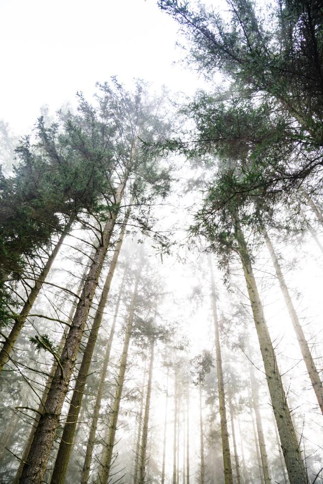 En 2024, je suis parti à la découverte de Nisramont, au cœur des Ardennes belges, lors d’une randonnée d’une trentaine de kilomètres autour du lac de Nisramont. J’ai parcouru les sentiers à travers bois et forêts, entre paysages naturels, reliefs ardennais et points de vue sur le lac.  Cette longue randonnée pédestre m’a permis de découvrir autrement cette région emblématique des Ardennes et de photographier les paysages rencontrés au fil du parcours. Une aventure entre randonnée, nature et photographie outdoor.