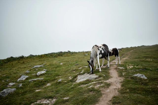 En 2021, je me suis rendu dans les **Pyrénées avec les Scouts de Gosselies** dans le cadre de notre projet de camp : traverser les **Pyrénées occidentales à pied** en empruntant une partie du mythique **GR10**.  Pendant une semaine, nous avons parcouru les sentiers de ce célèbre itinéraire de **Grande Randonnée**, qui traverse les Pyrénées françaises d’est en ouest, entre l’océan Atlantique et la Méditerranée. Sur notre portion du parcours, nous avons marché une grosse centaine de kilomètres à travers les **montagnes pyrénéennes**, entre cols, vallées, forêts et paysages de haute montagne.  Cette aventure avec les scouts m’a permis de découvrir la **randonnée itinérante**, la vie en groupe et l’expérience particulière d’un long parcours en montagne. J’ai également photographié cette traversée des **Pyrénées occidentales**, afin de garder une trace de cette aventure et des paysages rencontrés sur le **GR10**.