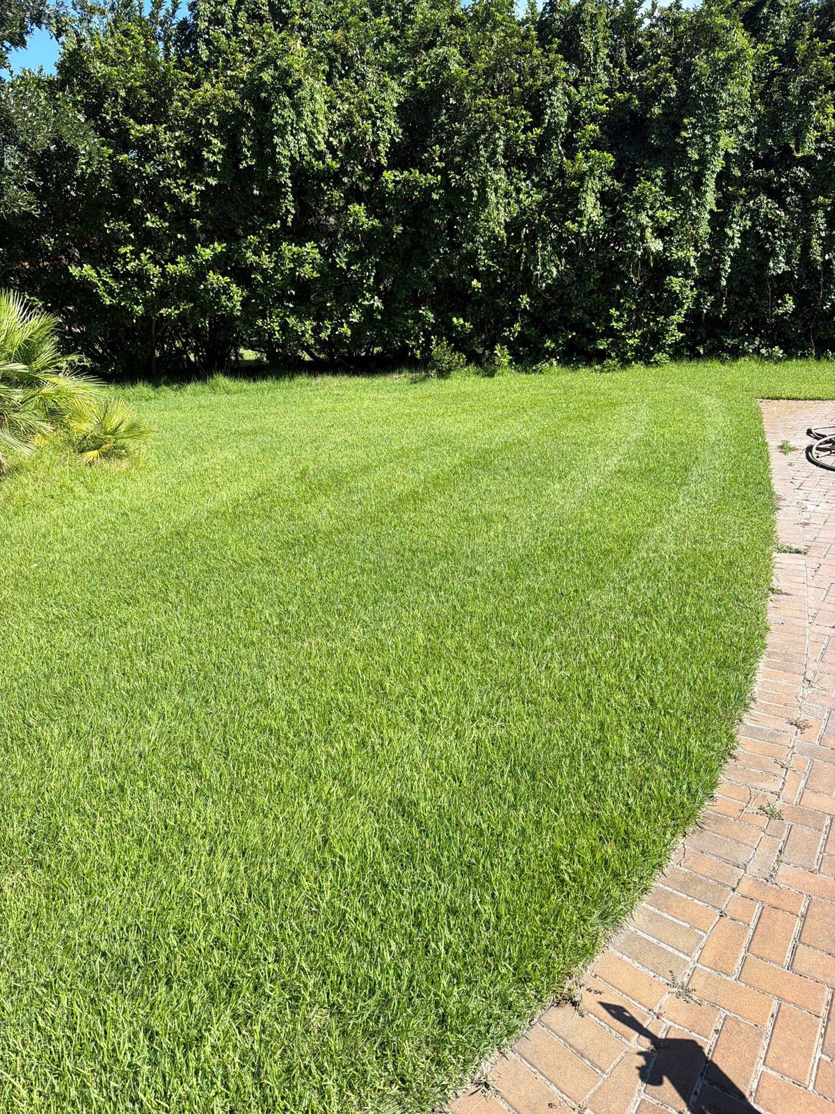 Lush, striped green lawn treated by Turf Scouts for over two years