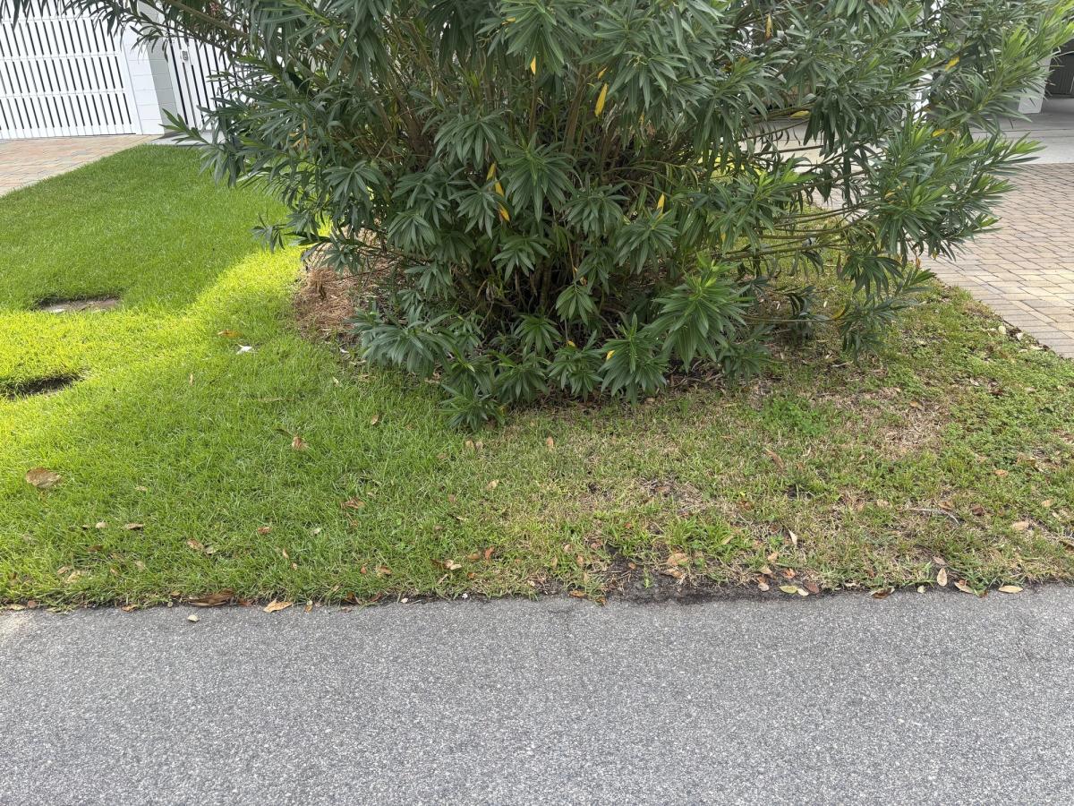 A lawn treated by Turf Scouts next to an untreated lawn with weeds and thin grass