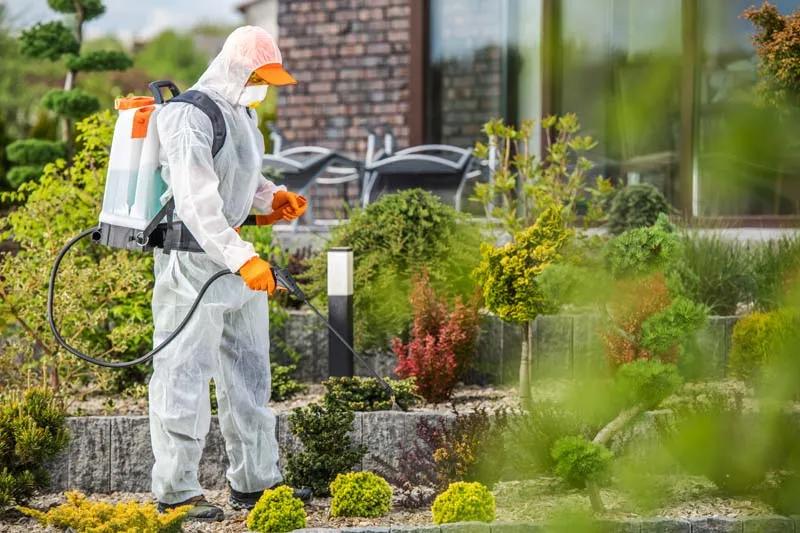 Lawn Insect Control