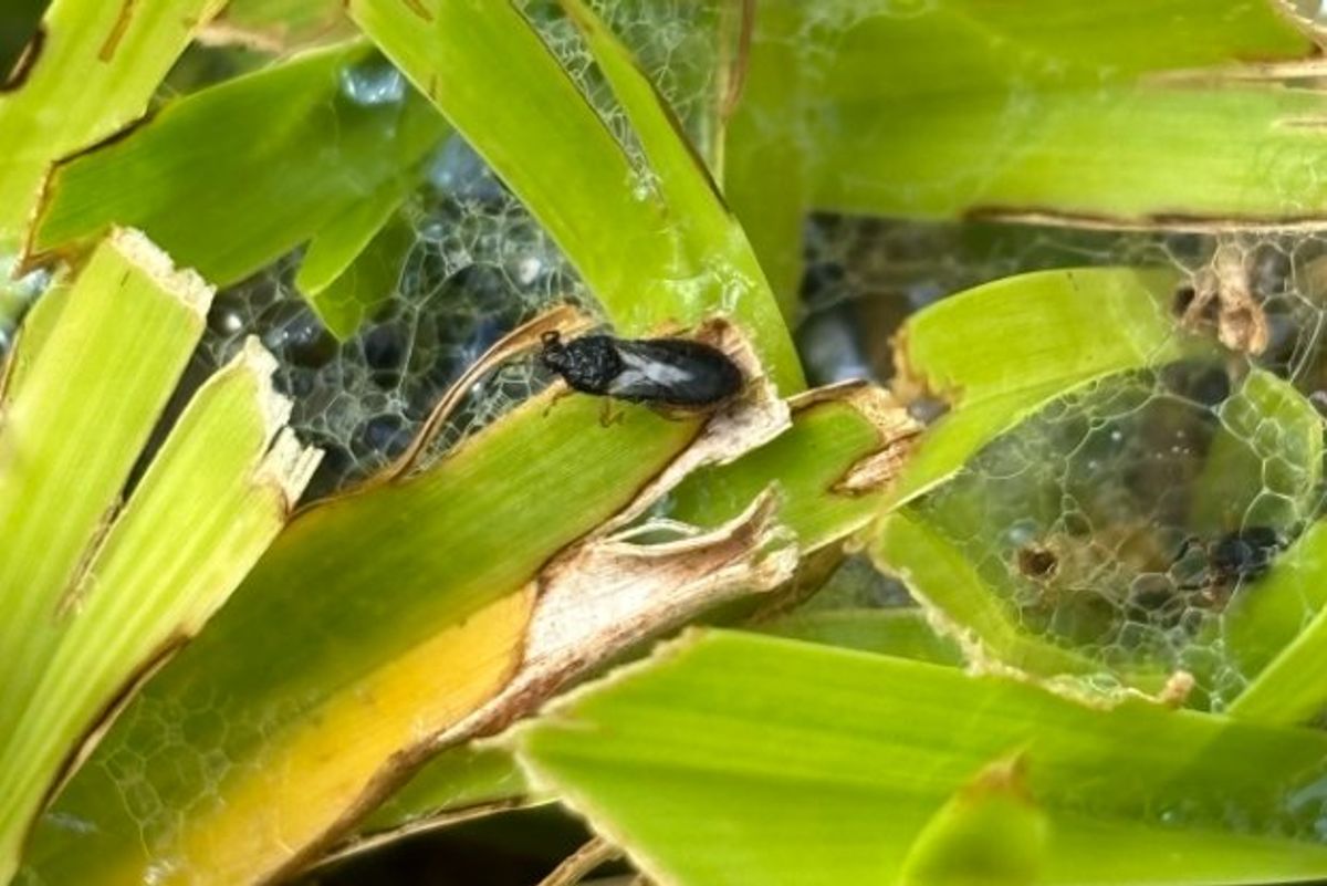 Chinch bug on a grass blade, brought to the surface by a soapy water test
