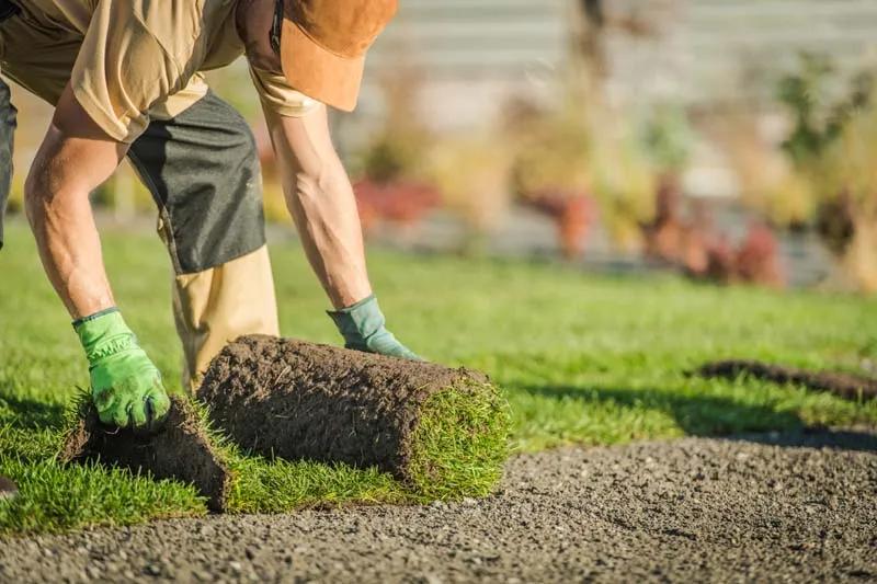 Lawn Renovation