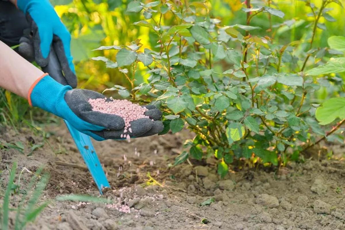 Plant Fertilization