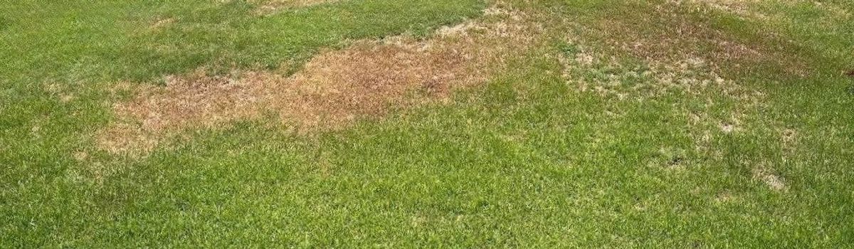 Brown, dead patches of turf caused by a chinch bug infestation