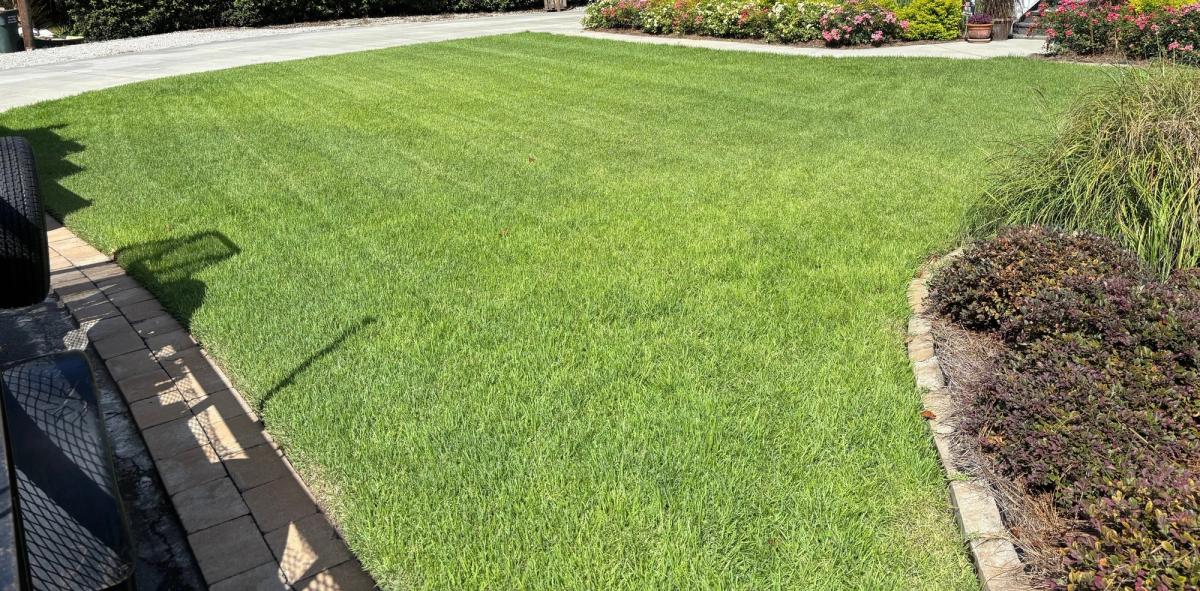 Thick, healthy green lawn treated by Turf Scouts for 17 months